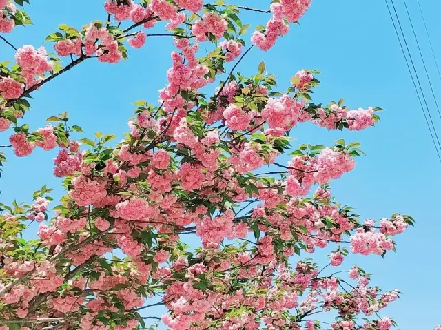 名古屋櫻花2025