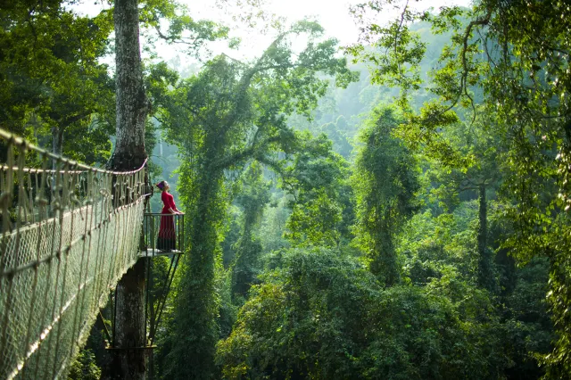 xishuangbanna china wantianshu canopy view