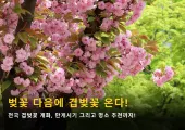2025 전국 겹벚꽃 개화시기, 만개시기, 겹벚꽃 명소 추천까지