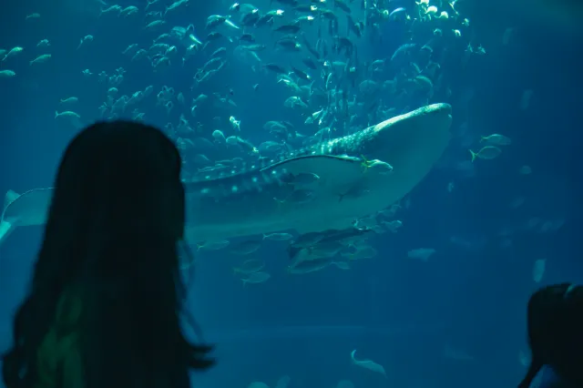 大阪海遊館