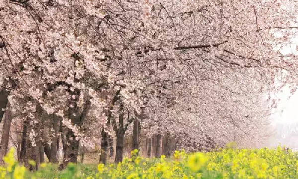 八郎潟干拓地・菜の花ロード（秋田）