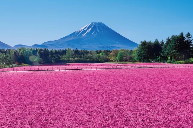 富士本栖湖リゾート