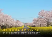 2025 제주 벚꽃 개화시기와 벚꽃명소 추천 BEST10