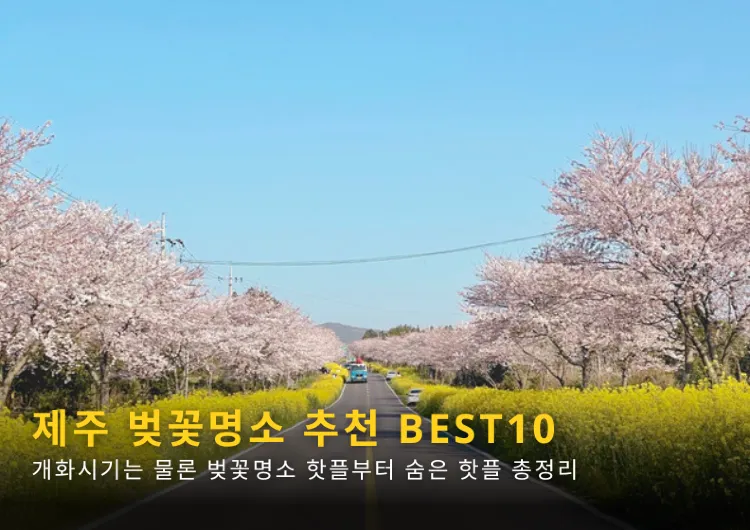 2024 제주 벚꽃 개화시기와 벚꽃명소 추천 BEST10