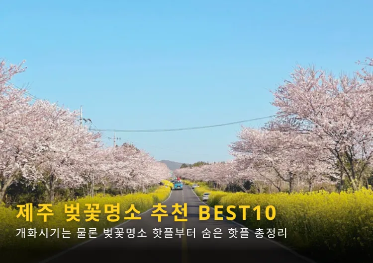 2025 제주 벚꽃 개화시기와 벚꽃명소 추천 BEST10