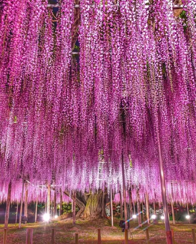 紫藤花