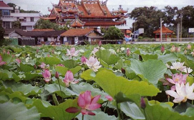 台南白河區蓮潭湖