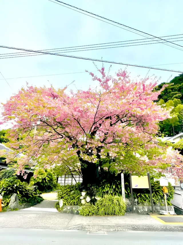 河津桜 古木花目付き