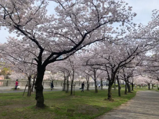 毛馬桜之宮公園