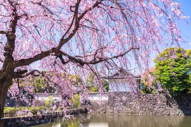 芝櫻