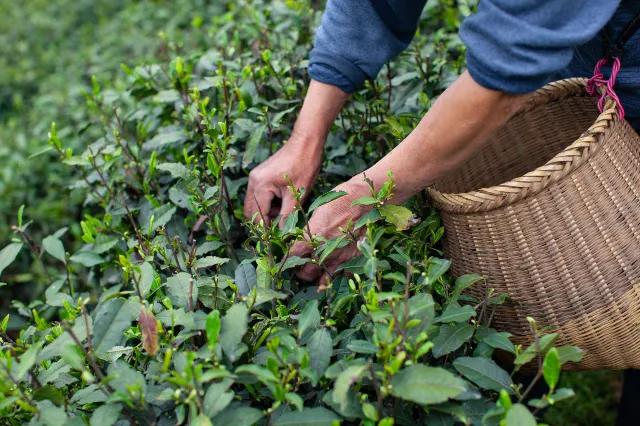 Hangzhou China Longjing Tea Culture Village woman picking tea leaves