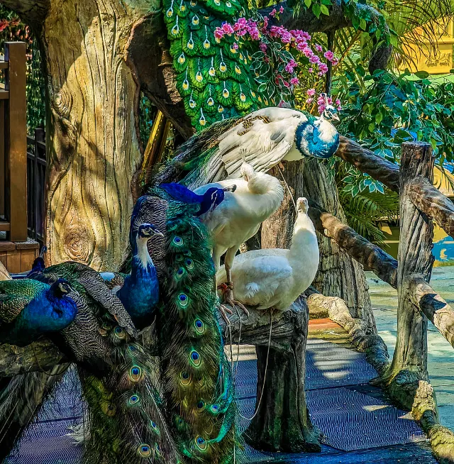 xishuangbanna china peacocks