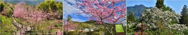 阿里山賞櫻 石棹櫻之道
