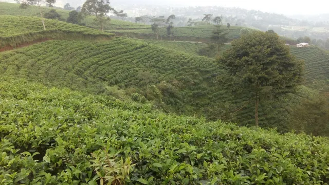 kebun teh