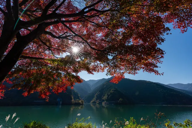 関東紅葉2025