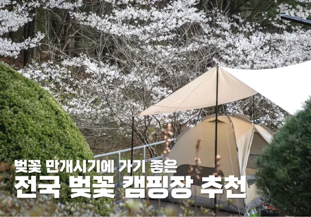 벚꽃 만개시기에 가기 좋은 벚꽃 캠핑장