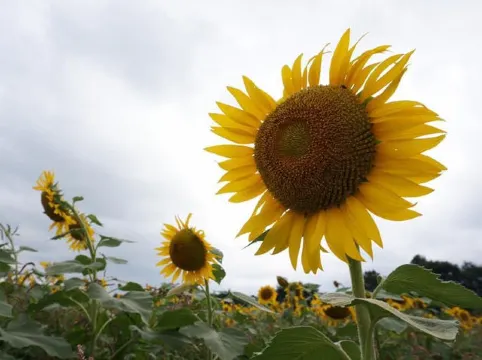 ทุ่งทานตะวัน