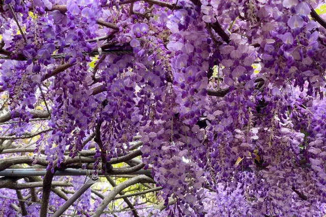 紫藤花賞花