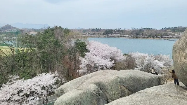 영랑호 벚꽃
