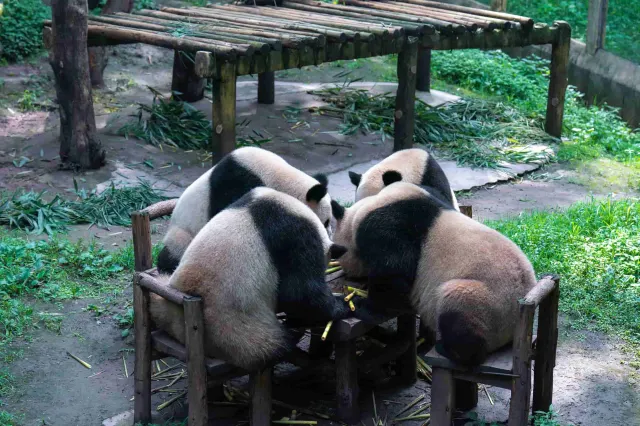 Chongqing Zoo
