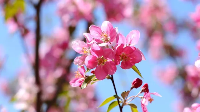 名古屋櫻花2025