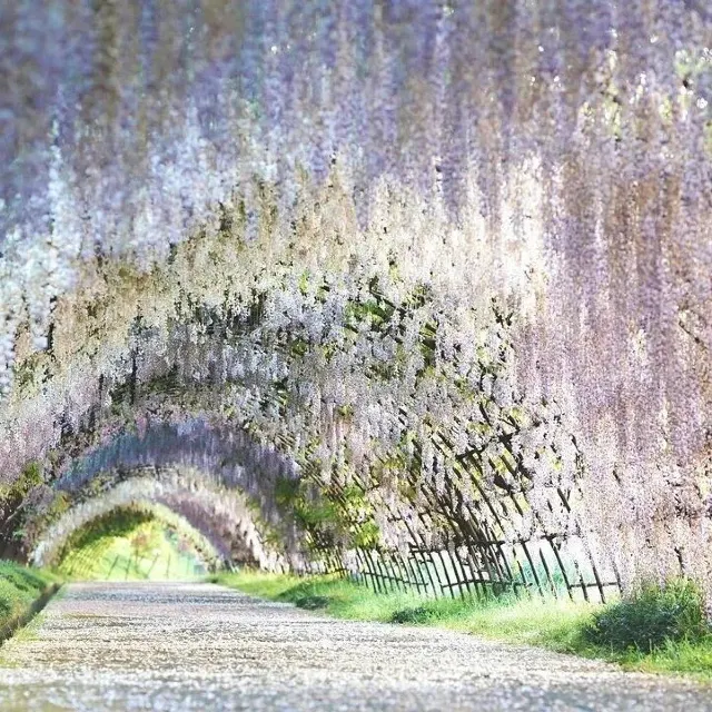 紫藤花