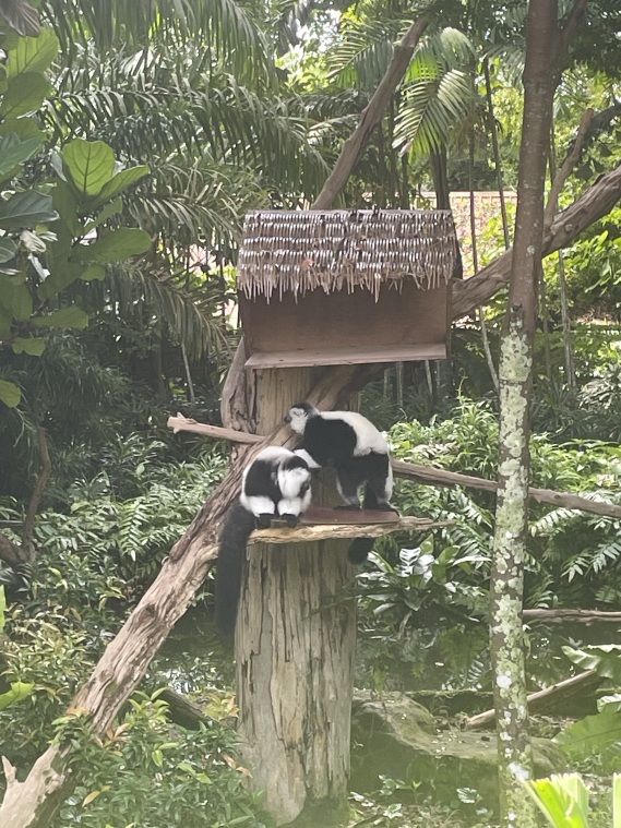 Fun attraction in Singapore together wit - Singapore Travel