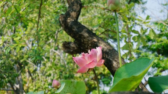 蘇泰寺全稱「素塔貼瓦拉蘭皇家大寺院」，是曼谷最古老的寺廟之一