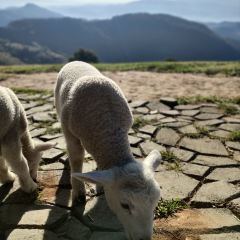 Akha FarmVille User Photo