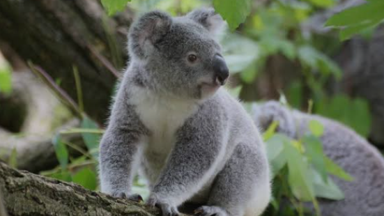 Sydney Zoo offers a captivatin