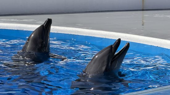 每次來日本到必睇水族館，因為日本是個島國，海洋資源豐富。提示