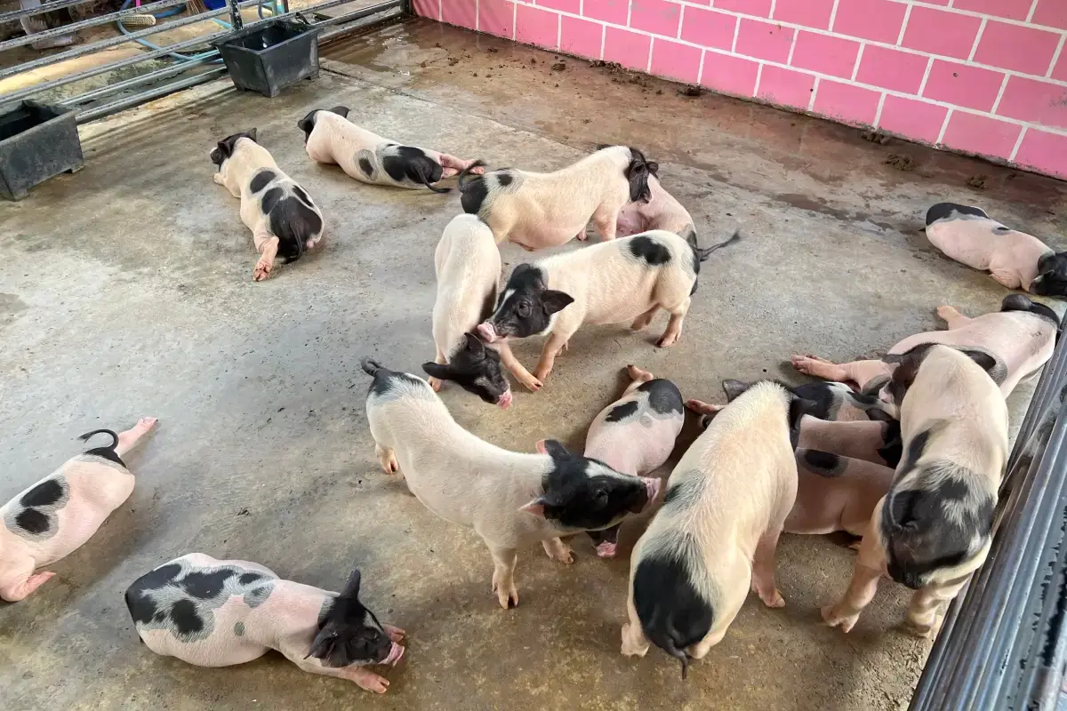 เล่นกับสัตว์น่ารักในโซน Mini Zoo