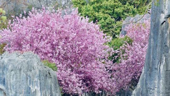 As I entered the Stone Forest,