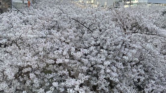 東京で最も有名なお花見スポットの一つ。川沿いに桜並木が続き、