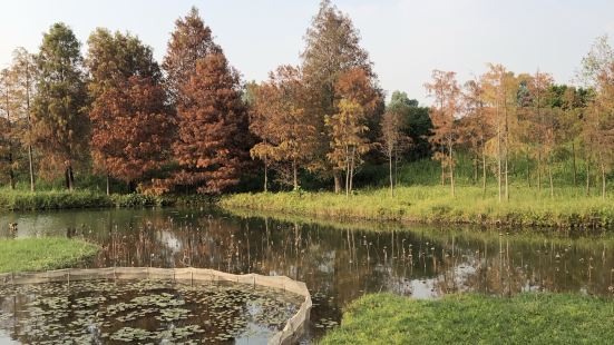 香港濕地公園交通便利，可乘座巴士及鐵路到達，公園內可以觀鳥、