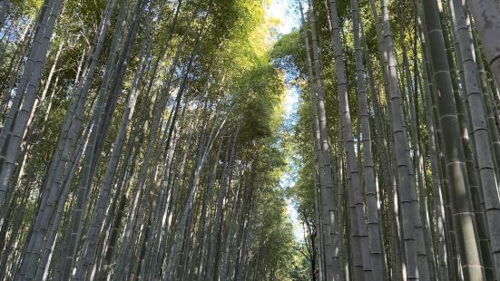 可從西日木JR的嵯峨嵐山站下車到達嵐山，附近就有商嵐山商圈和