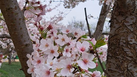 2023年3月24日，我們到達貴州平壩農場花園賞櫻，那天沒太