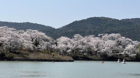 「普門湖」占地很廣，環湖散步道沿岸滿是盛開的粉色櫻花。到韓國