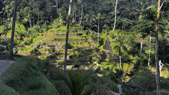 Widely advertised rice fields
