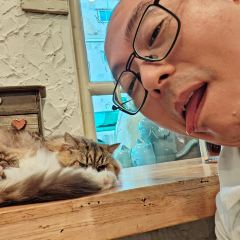 Caturday Cat Cafe User Photo