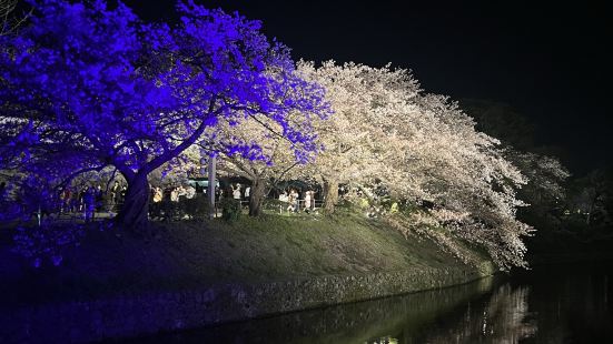 福岡城さくらまつり🌸夜はライトアップもされて夜桜を見ながら