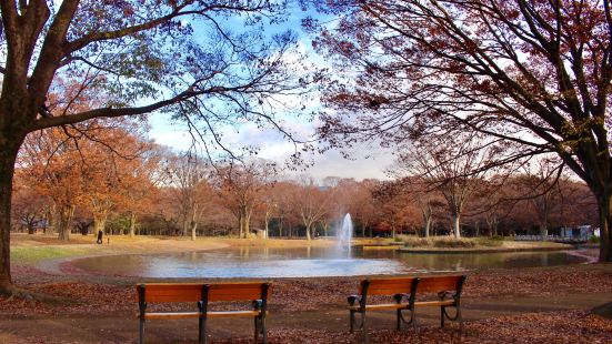 東京代代木公園是個賞櫻賞楓的好地方，公園之面積廣大令人讚嘆，