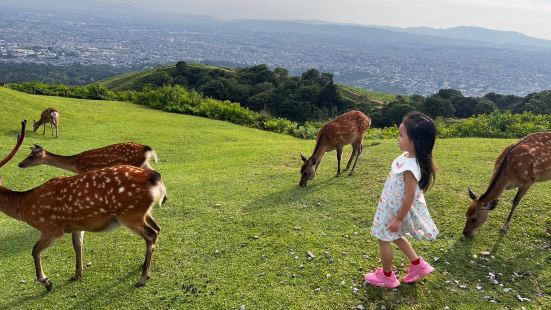 奈良若草山，相比奈良公園人流較少，這裏的鹿也比較馴良不會咬人