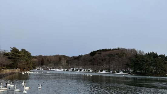 高松之池面積好大，而且非常平靜，而最大的特色就是裏面有大約六