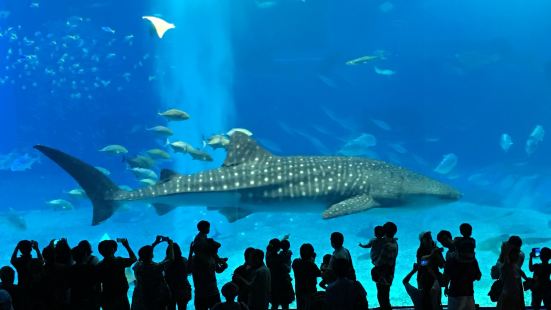 数年前ですが、楽しみにしていた美ら海水族館へ行ってきました。