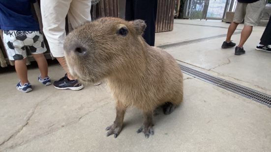 園内では動物と触れ合える場所が沢山あります！そして園内が広い