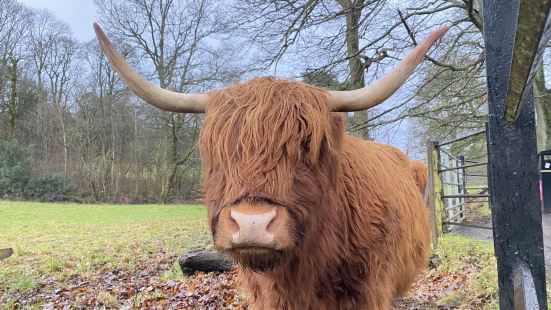 1月頭第一次到蘇格蘭高地旅遊，見到同圍旅遊既手信都有呢隻牛既