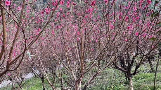 江門江海區白水帶公園 係春節山上沿途會種滿桃花 ，可以上去行