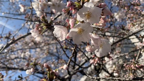 目黒川の桜は本当に綺麗です🌸人が沢山いるので見るのはちょっ