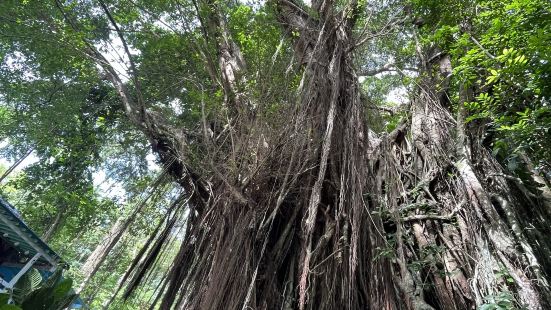 スリル満点のターザン白い砂のビーチ探検心くすぐる洞窟澄んだ海